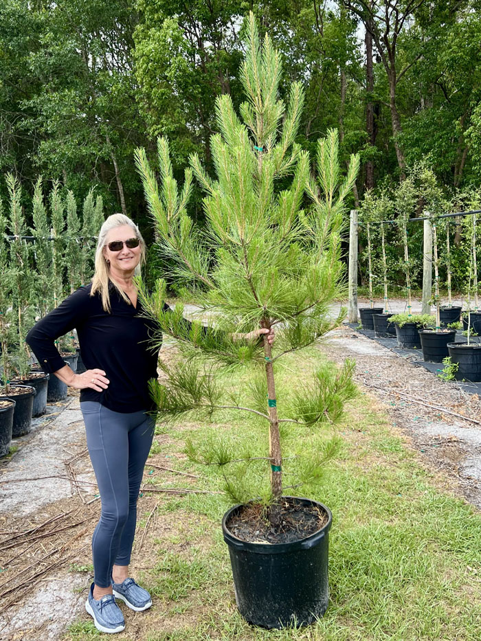 pinus-taeda-loblolly-pine