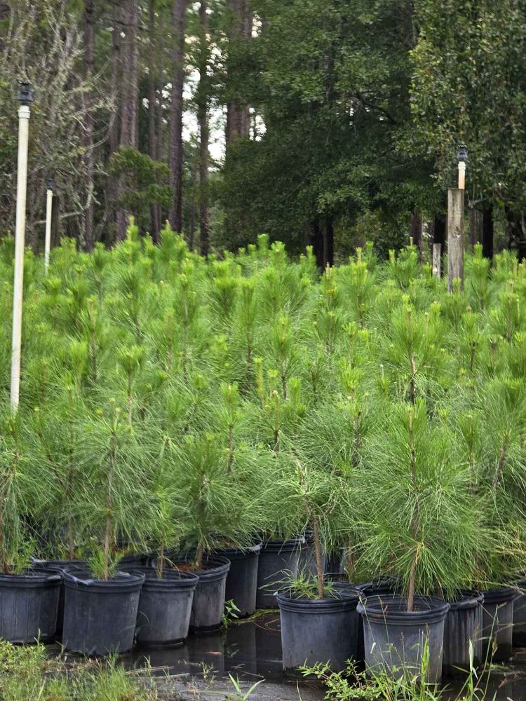 pinus-taeda-loblolly-pine
