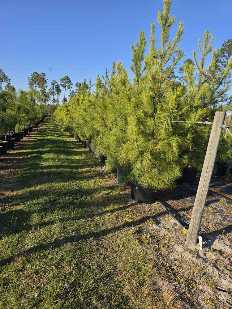 pinus-taeda-loblolly-pine
