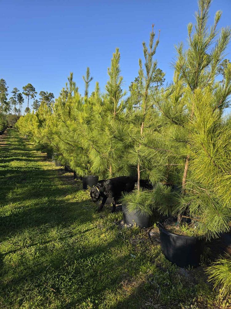 pinus-taeda-loblolly-pine