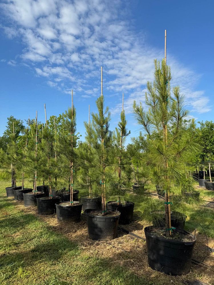 pinus-taeda-loblolly-pine