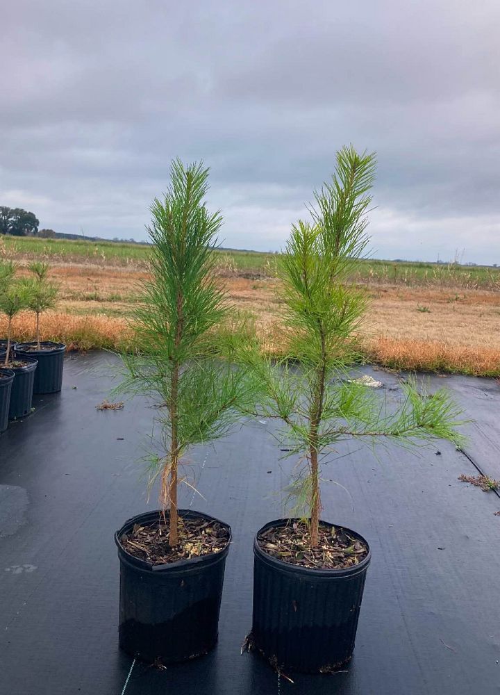 pinus-taeda-loblolly-pine