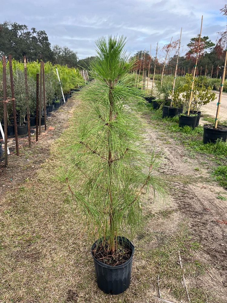 pinus-taeda-loblolly-pine