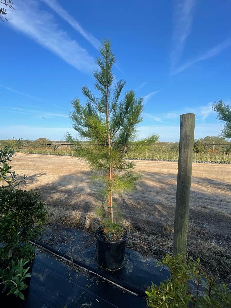pinus-taeda-loblolly-pine