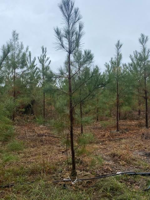 pinus-taeda-loblolly-pine