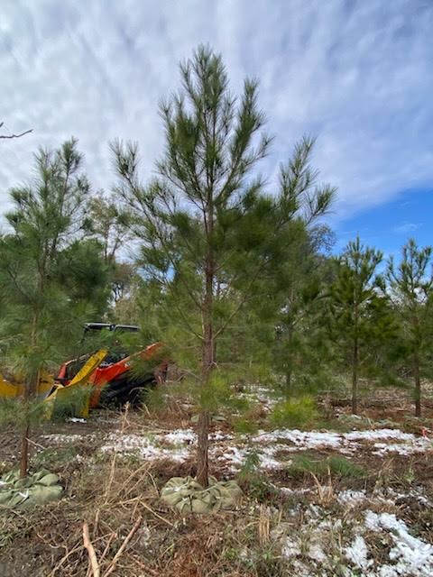 pinus-taeda-loblolly-pine