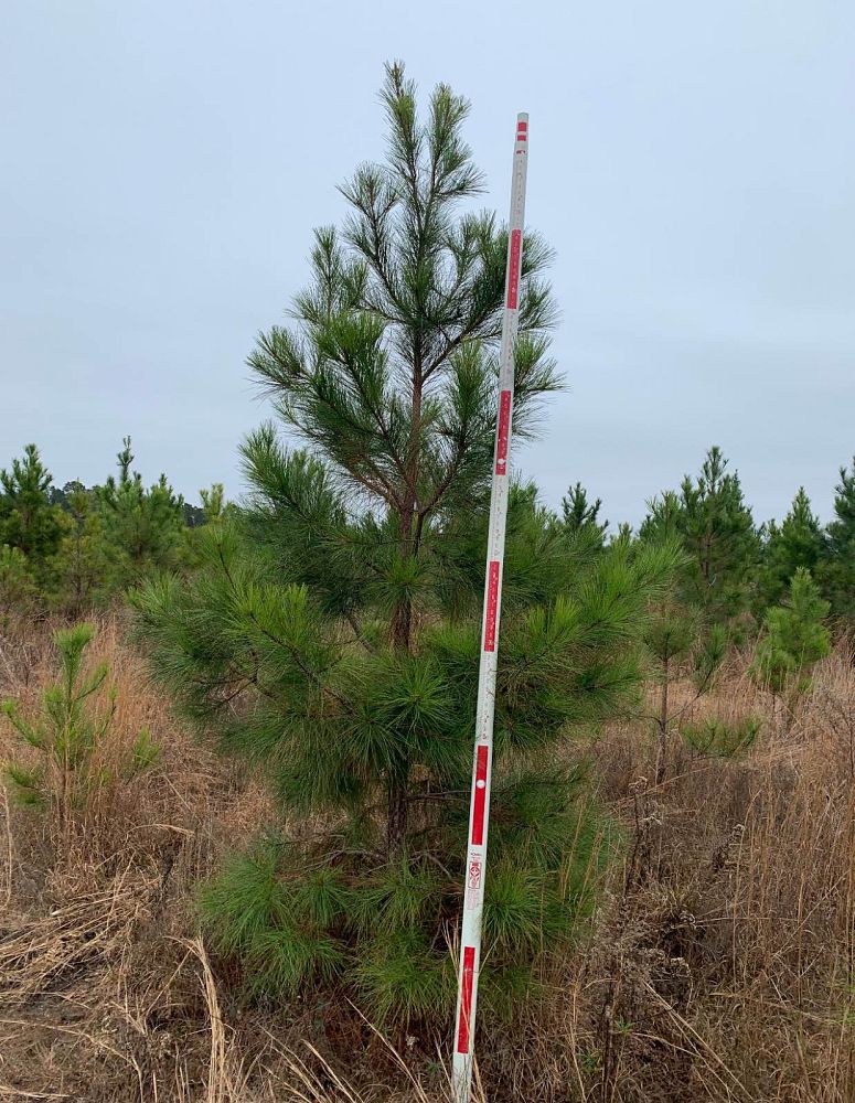 pinus-taeda-loblolly-pine