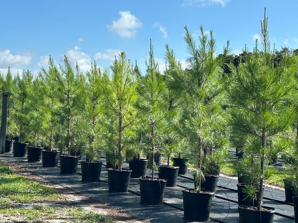 pinus-taeda-loblolly-pine