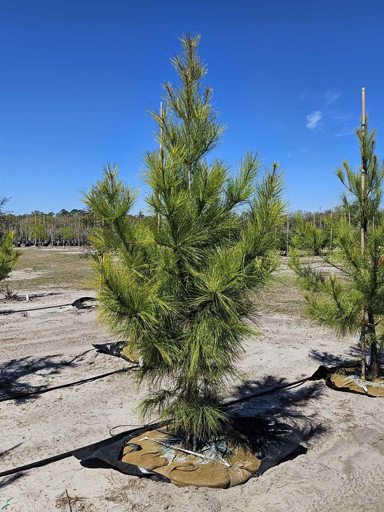 pinus-taeda-loblolly-pine