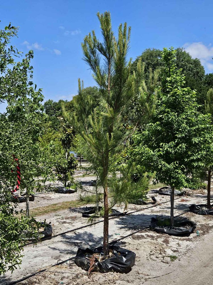pinus-taeda-loblolly-pine