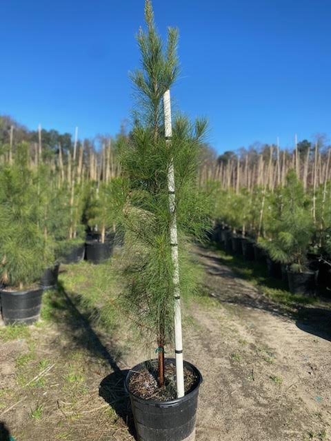 pinus-taeda-loblolly-pine