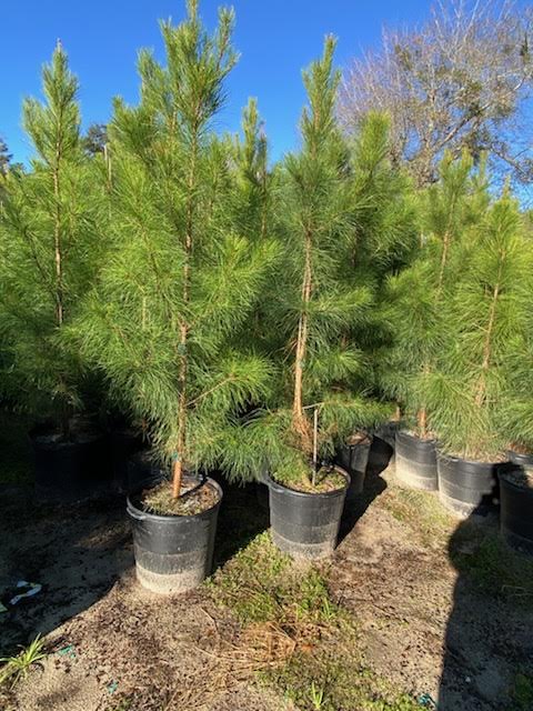 pinus-taeda-loblolly-pine