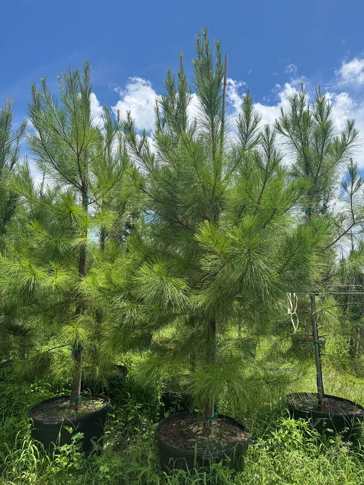 pinus-taeda-loblolly-pine