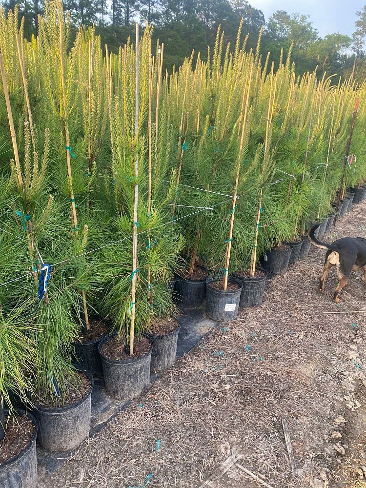 pinus-taeda-loblolly-pine