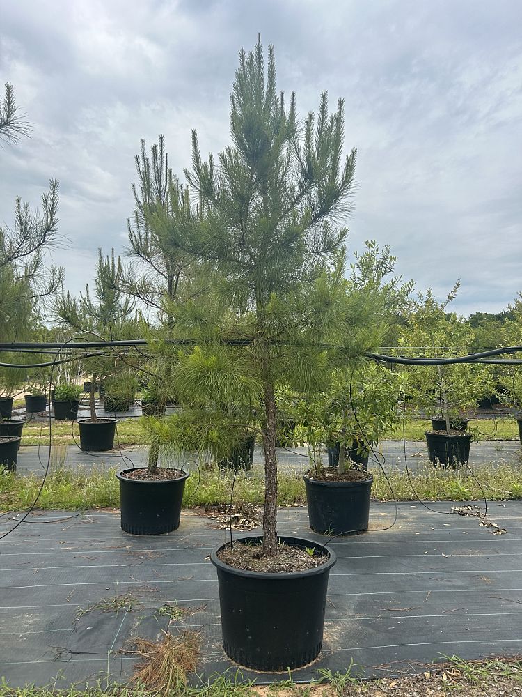 pinus-taeda-loblolly-pine