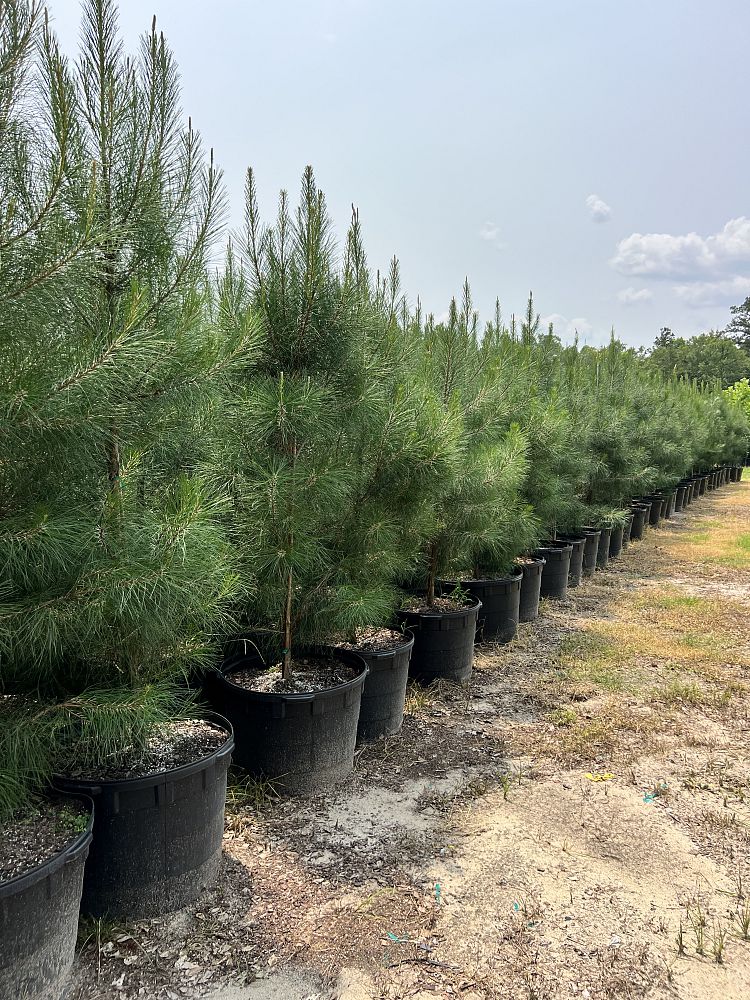 pinus-taeda-loblolly-pine