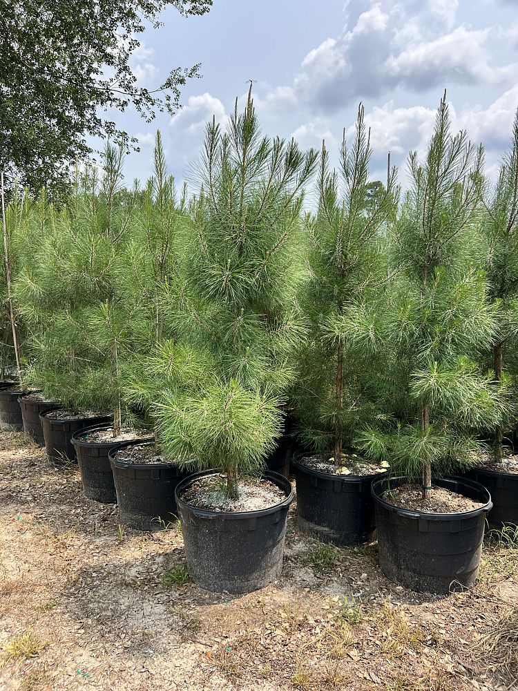pinus-taeda-loblolly-pine