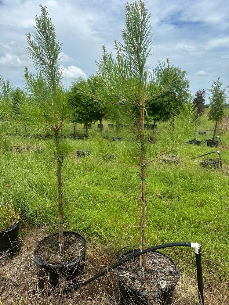 pinus-taeda-loblolly-pine