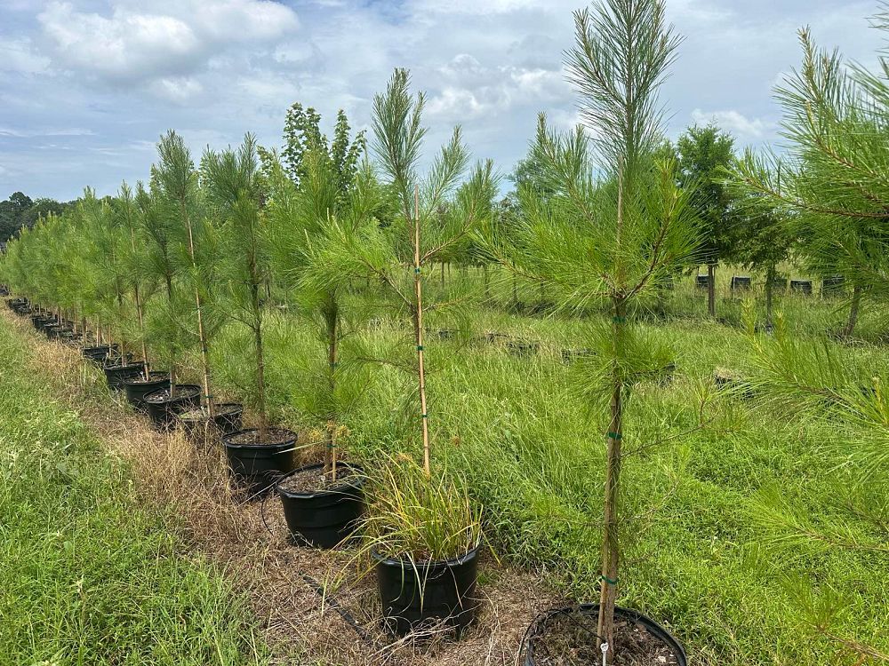 pinus-taeda-loblolly-pine