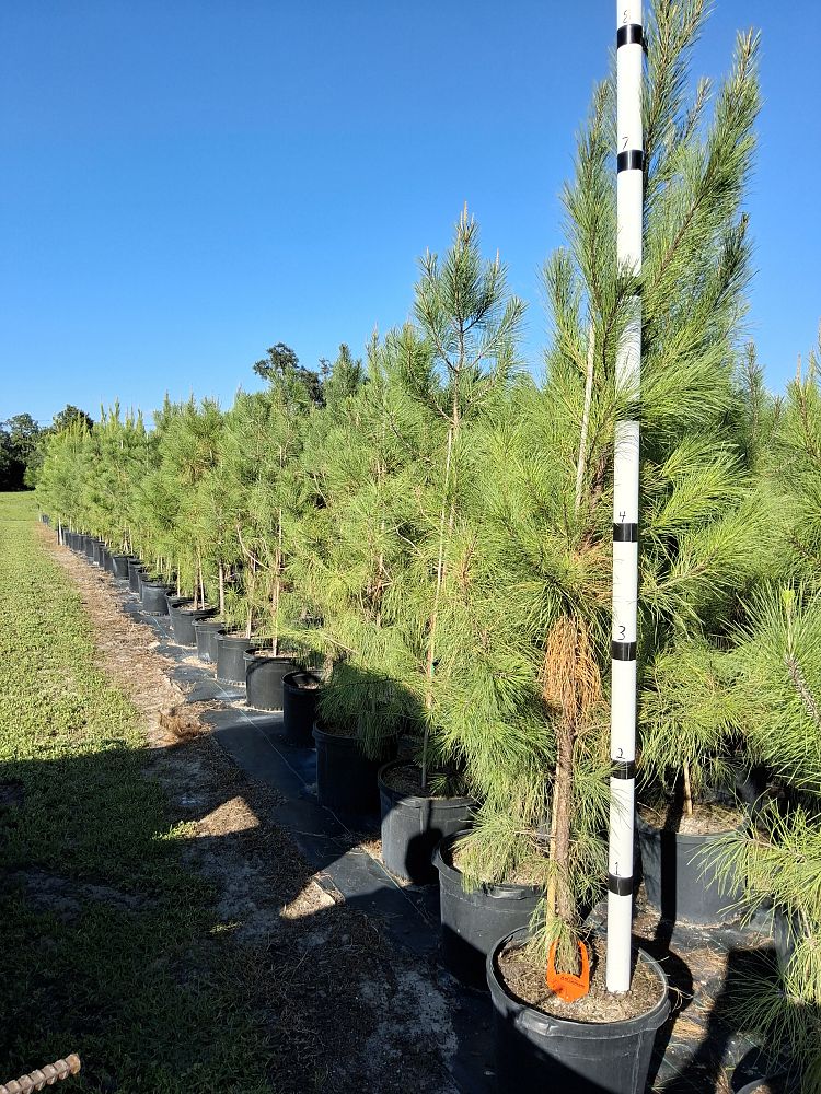 pinus-taeda-loblolly-pine