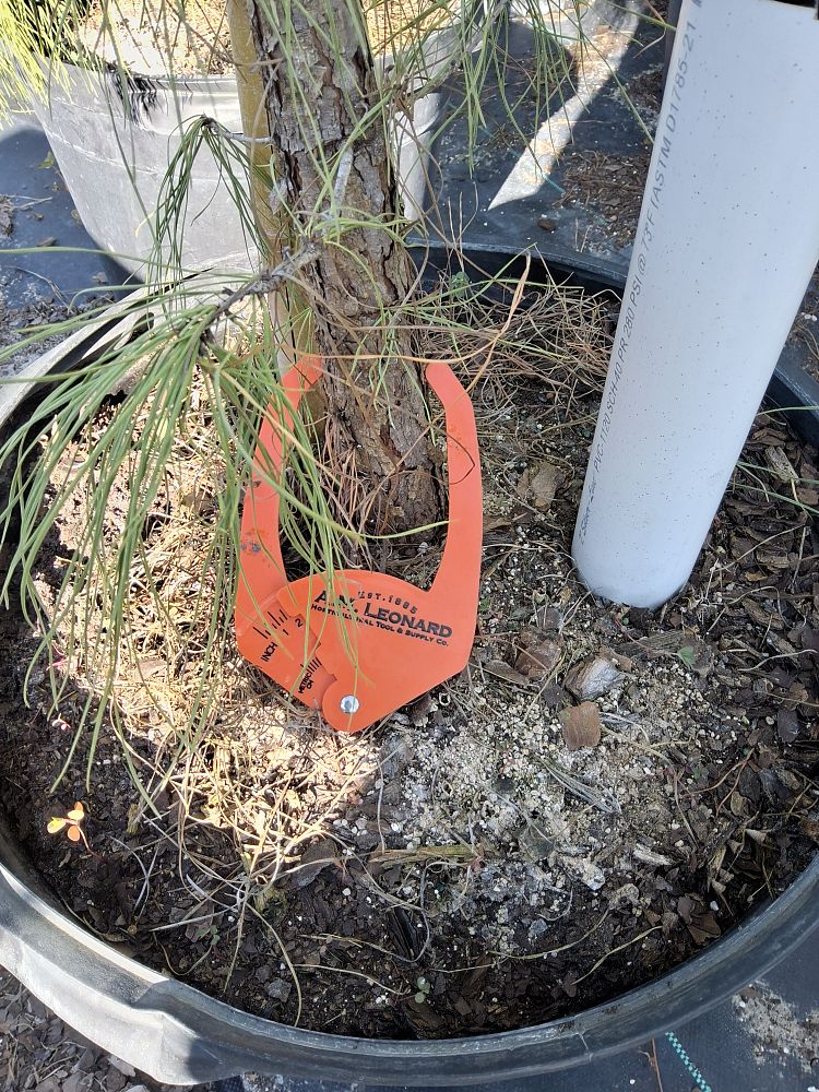 pinus-taeda-loblolly-pine