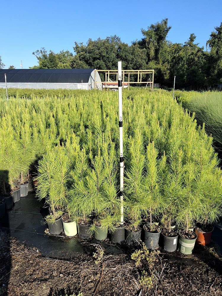 pinus-taeda-loblolly-pine