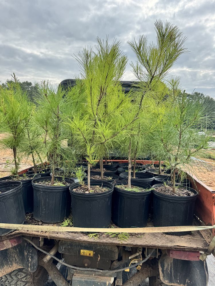 pinus-taeda-loblolly-pine