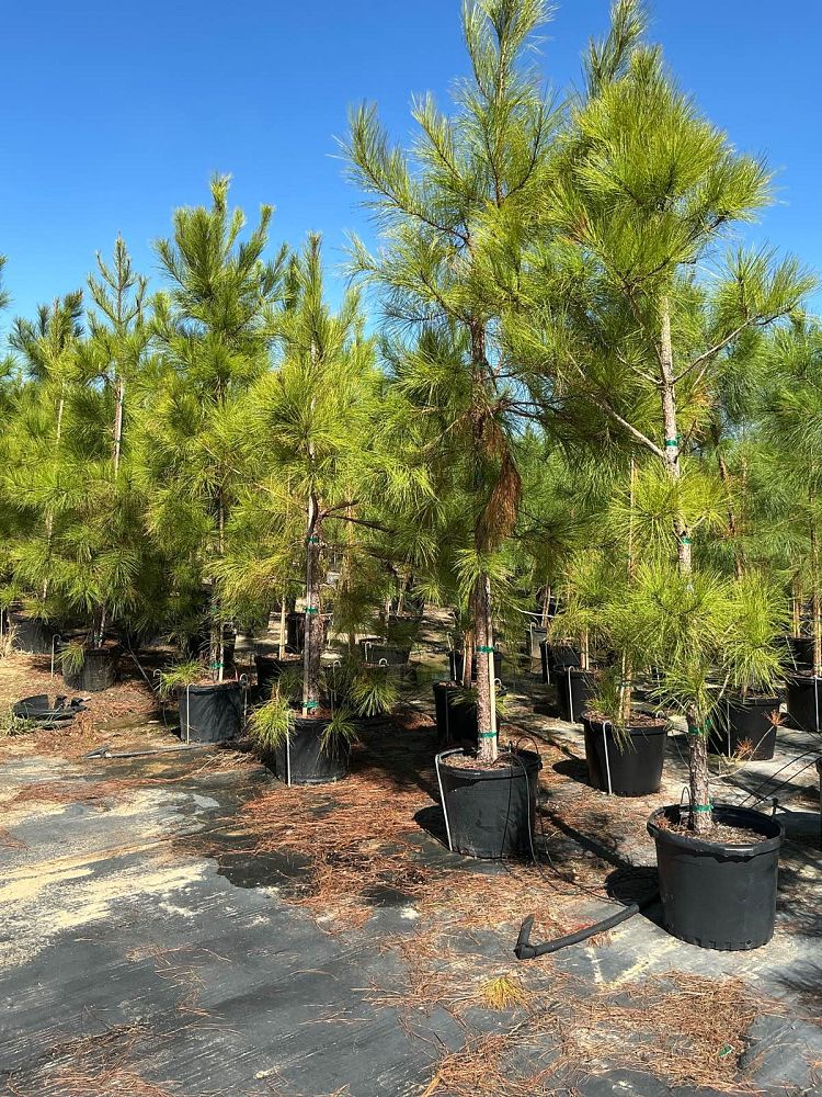 pinus-taeda-loblolly-pine