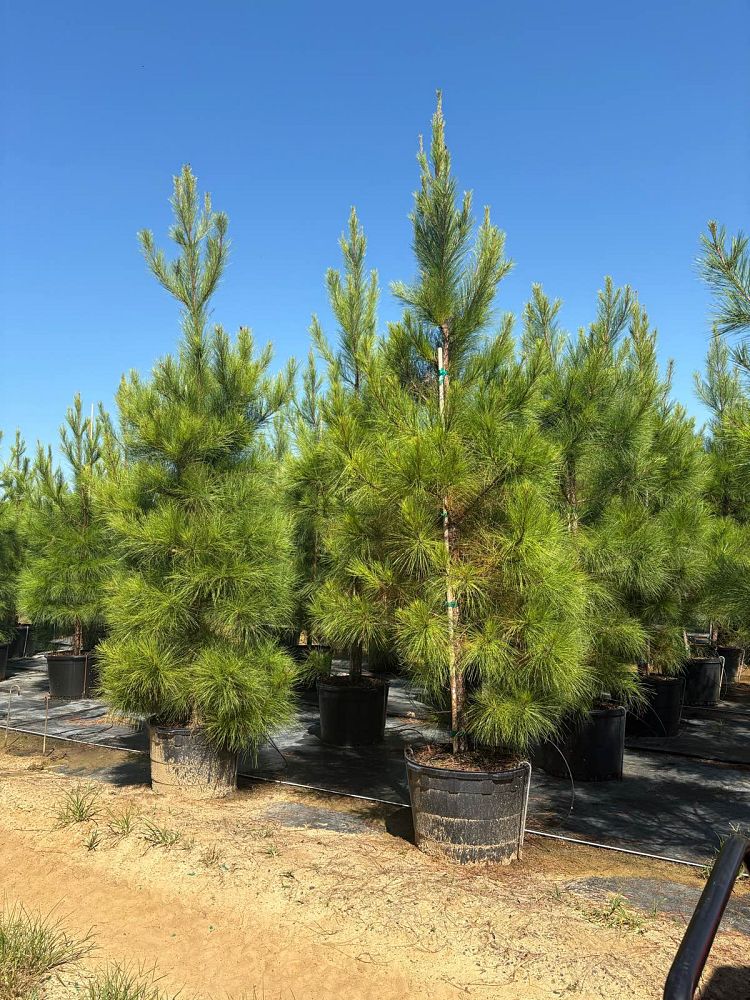 pinus-taeda-loblolly-pine