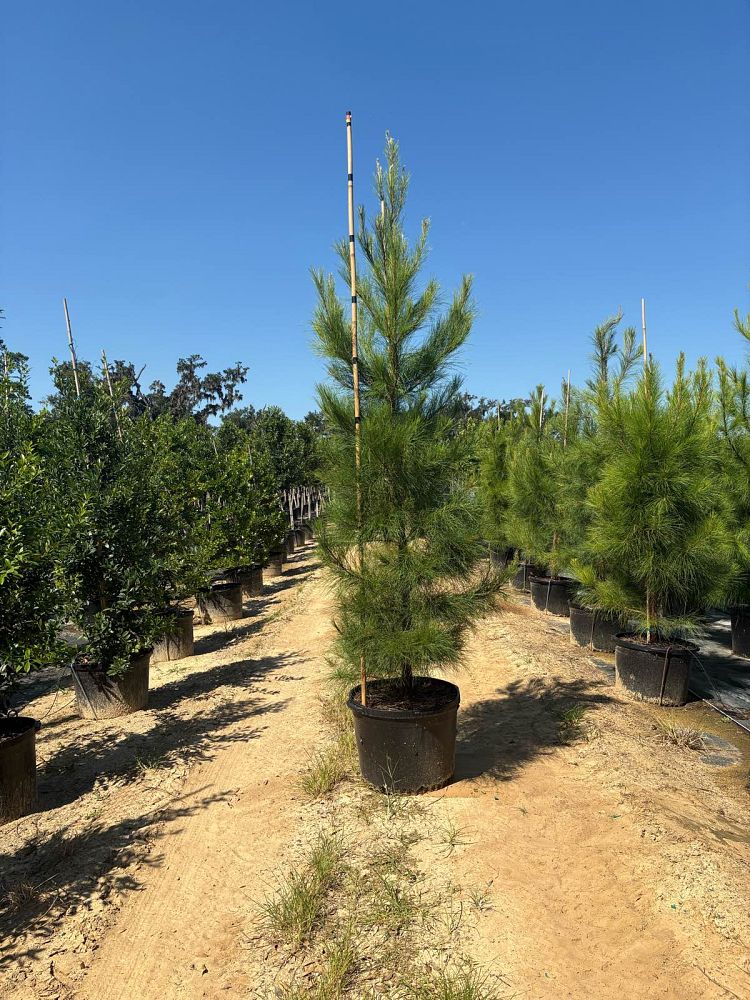 pinus-taeda-loblolly-pine