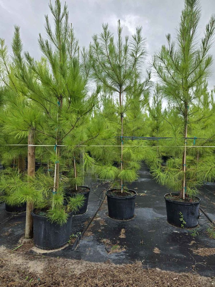 pinus-taeda-loblolly-pine