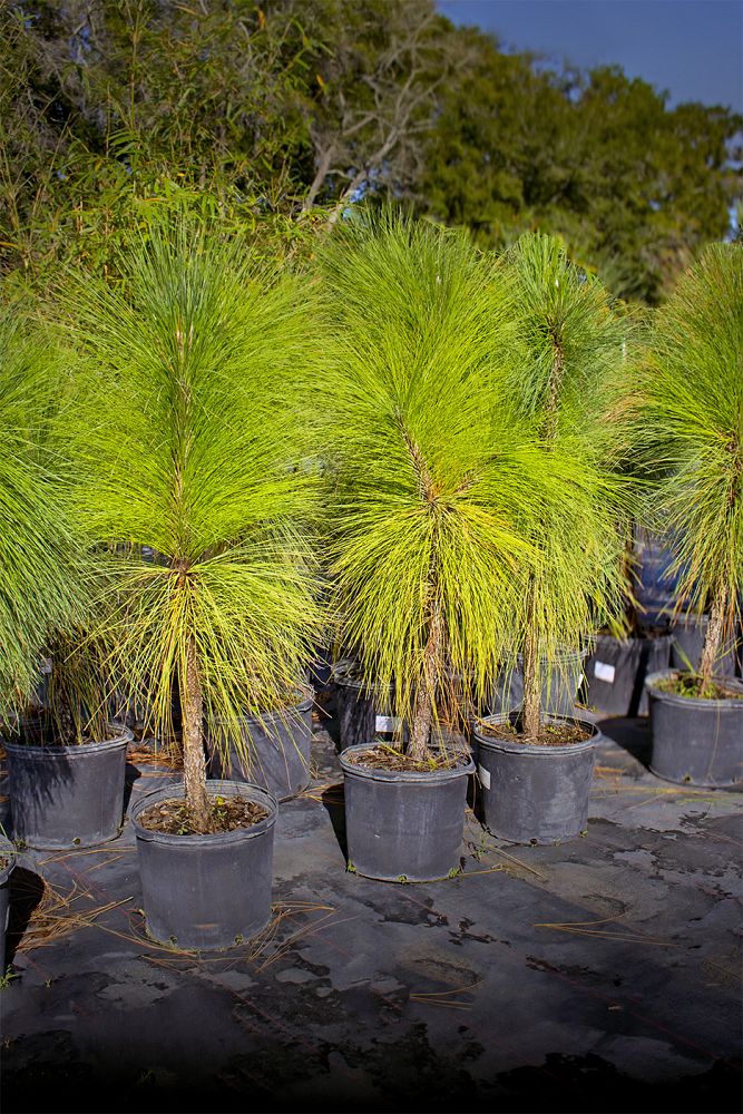 pinus-taeda-loblolly-pine