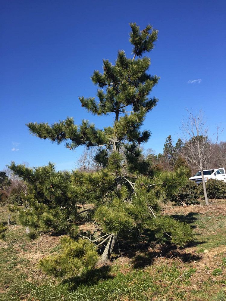 HF Johnson Tree Farm LLC