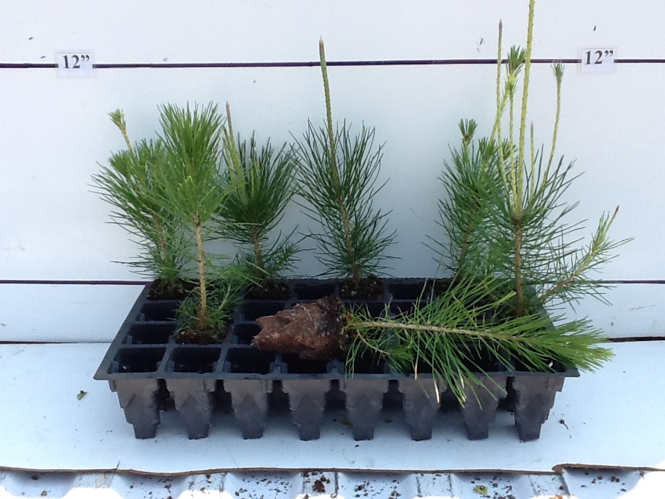 pinus-thunbergii-japanese-black-pine