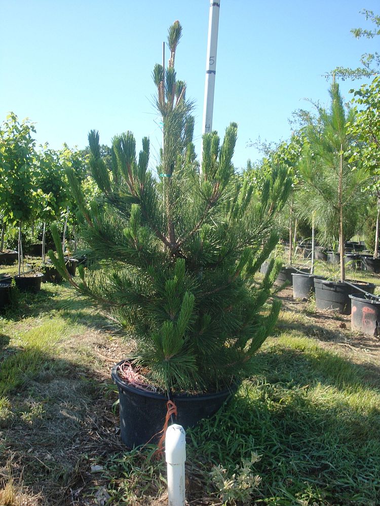 pinus-thunbergii-japanese-black-pine