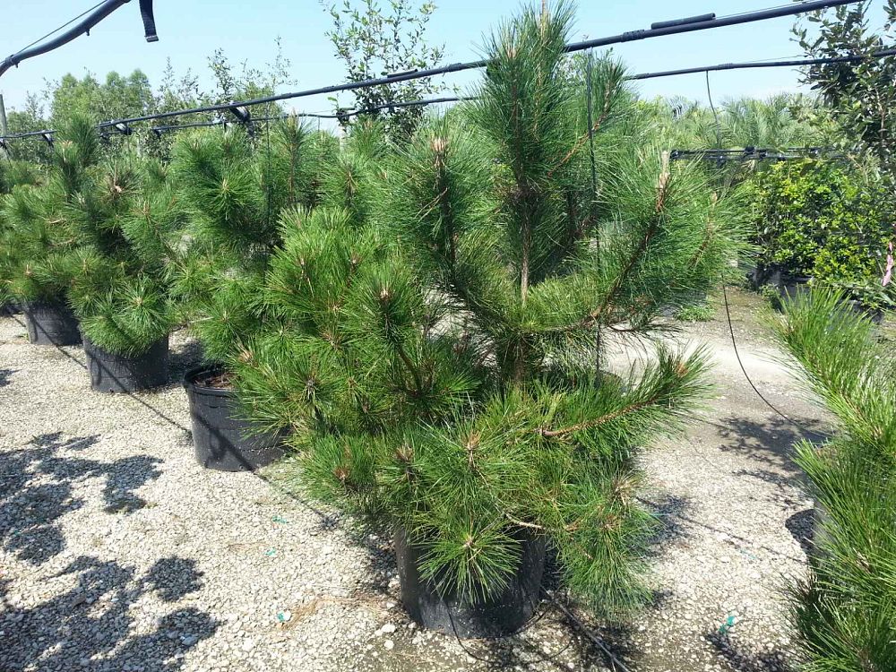 pinus-thunbergii-japanese-black-pine