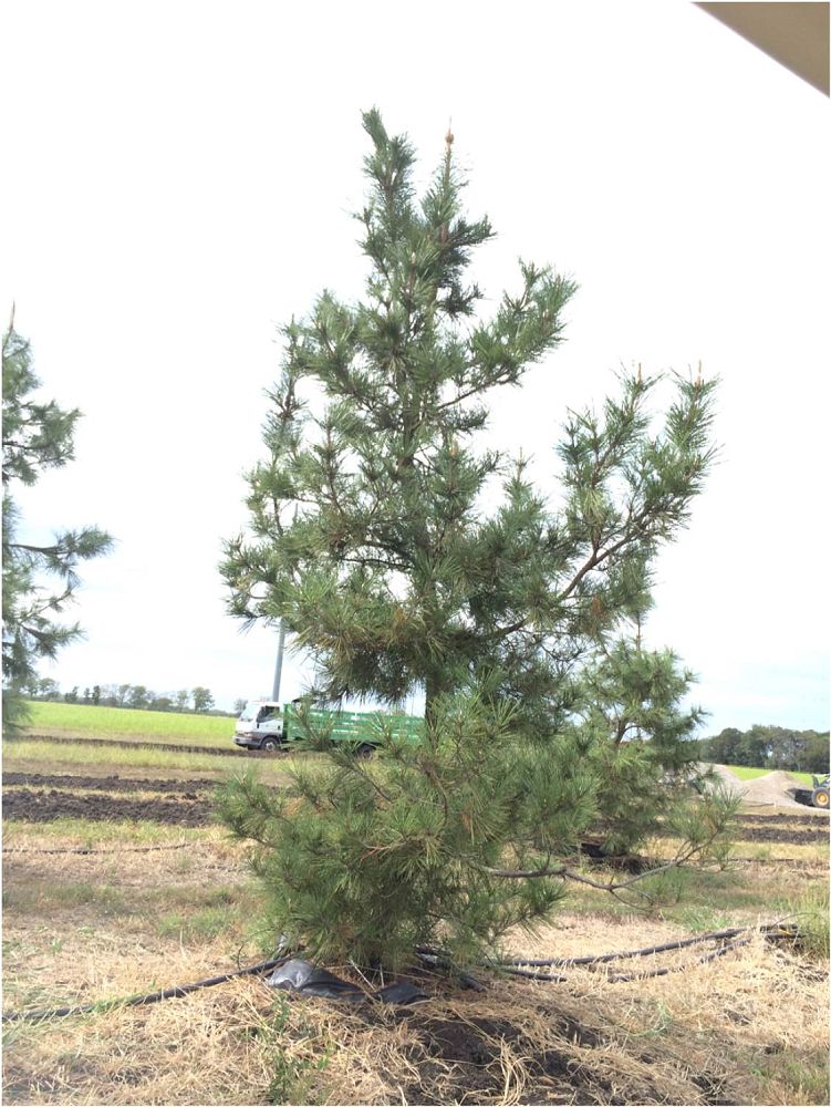 pinus-thunbergii-japanese-black-pine