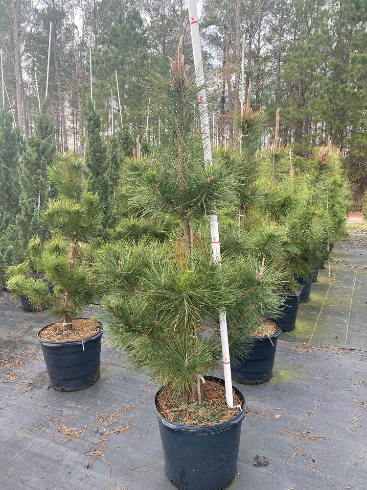 pinus-thunbergii-japanese-black-pine