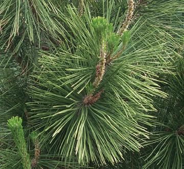 pinus-thunbergii-japanese-black-pine