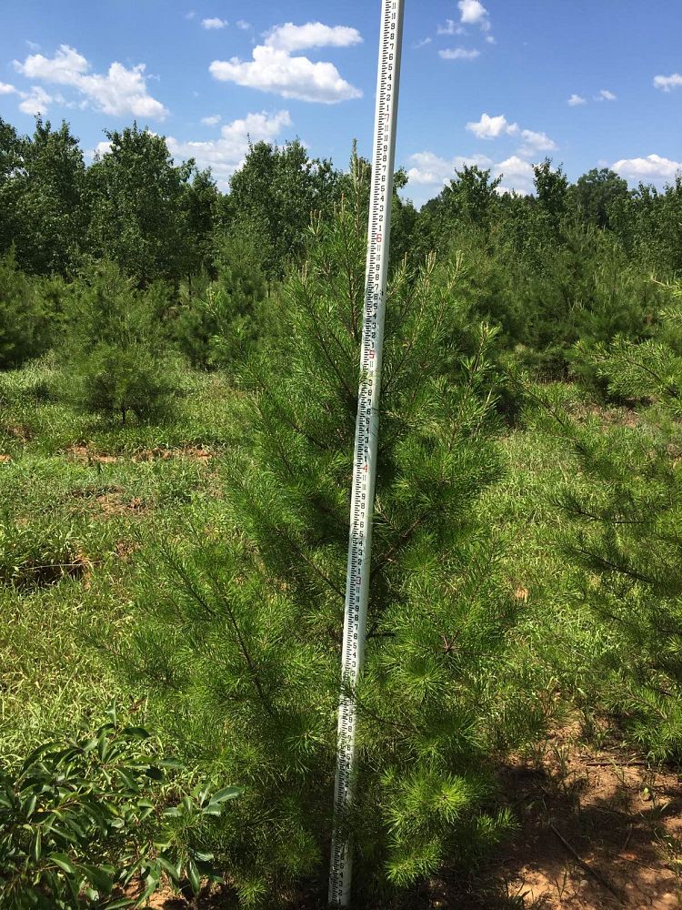 pinus-virginiana-virginia-pine