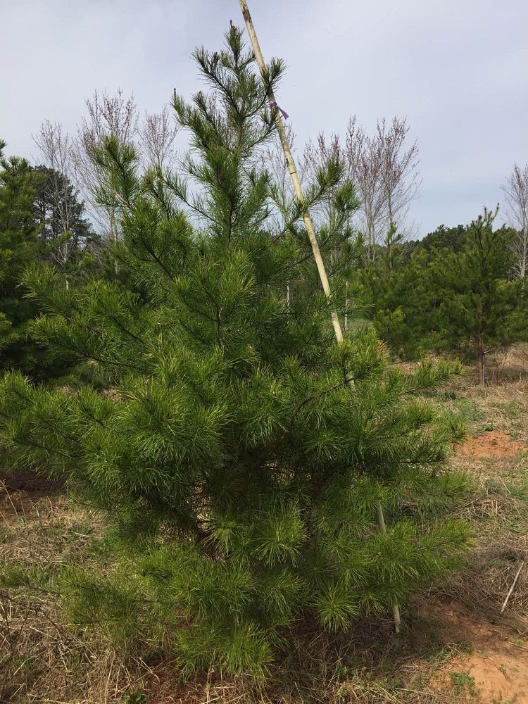 pinus-virginiana-virginia-pine