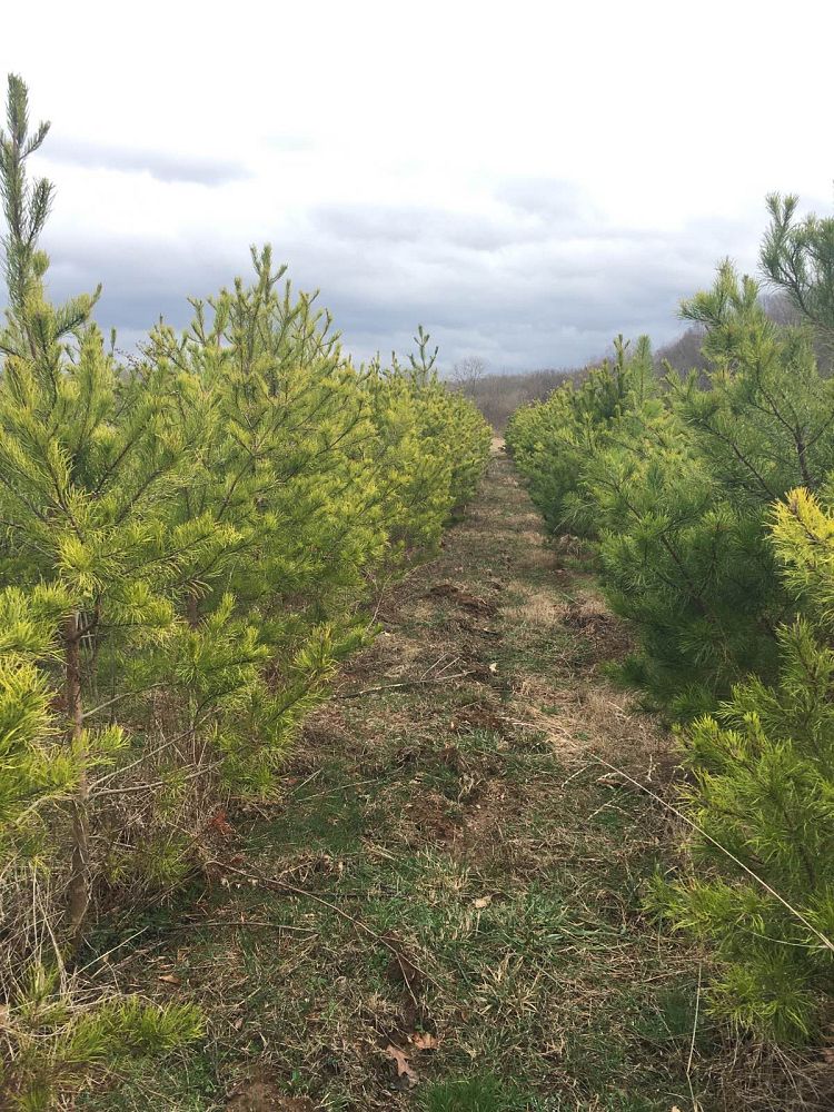 pinus-virginiana-virginia-pine