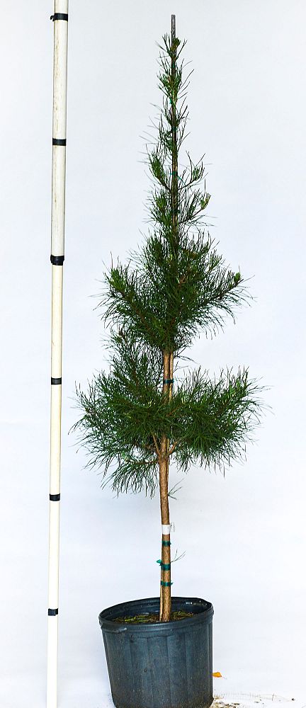 pinus-virginiana-virginia-pine