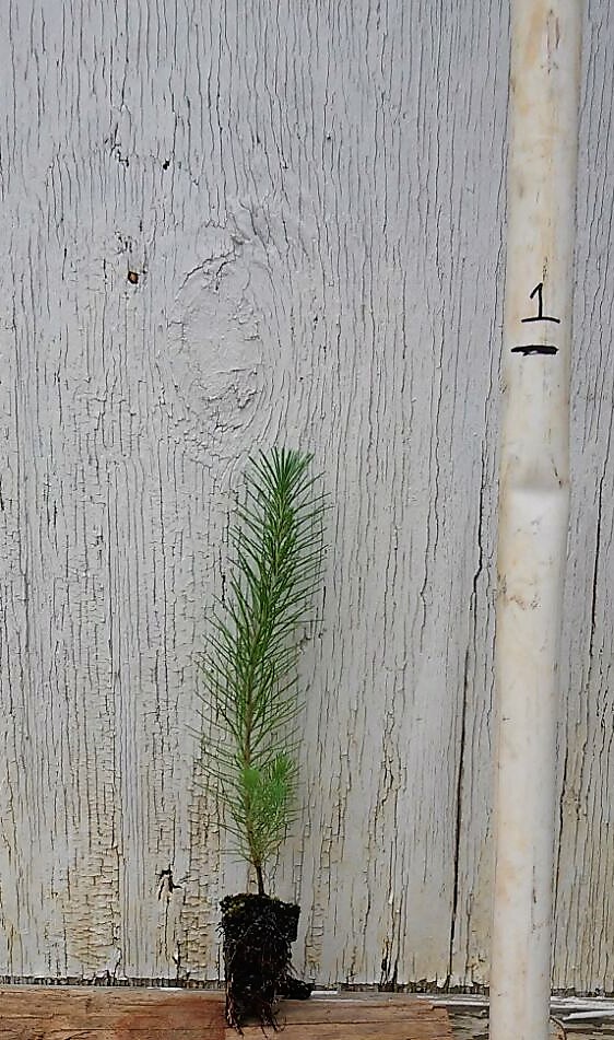 pinus-virginiana-virginia-pine