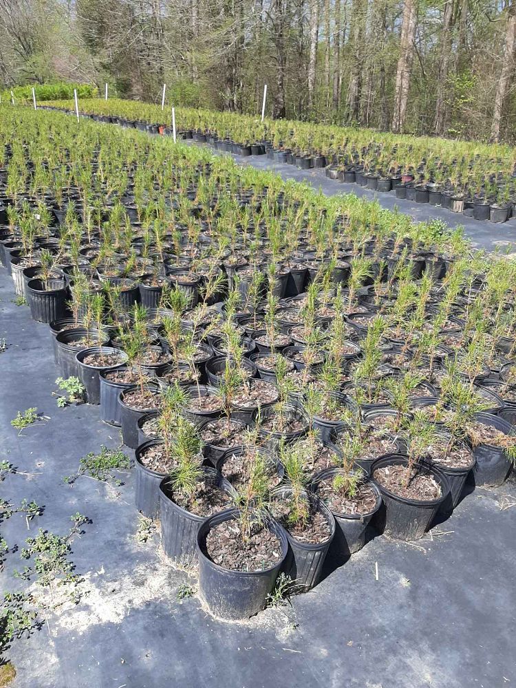 pinus-virginiana-virginia-pine