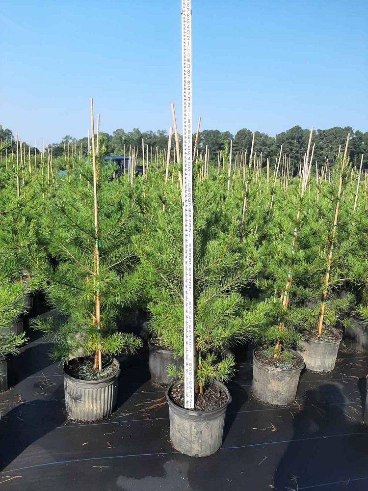 pinus-virginiana-virginia-pine
