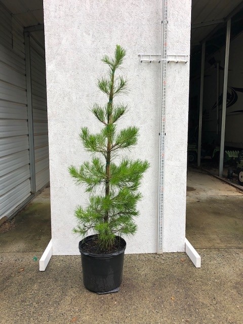 pinus-virginiana-virginia-pine