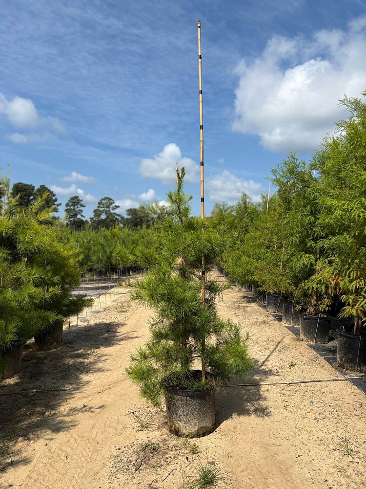 pinus-virginiana-virginia-pine