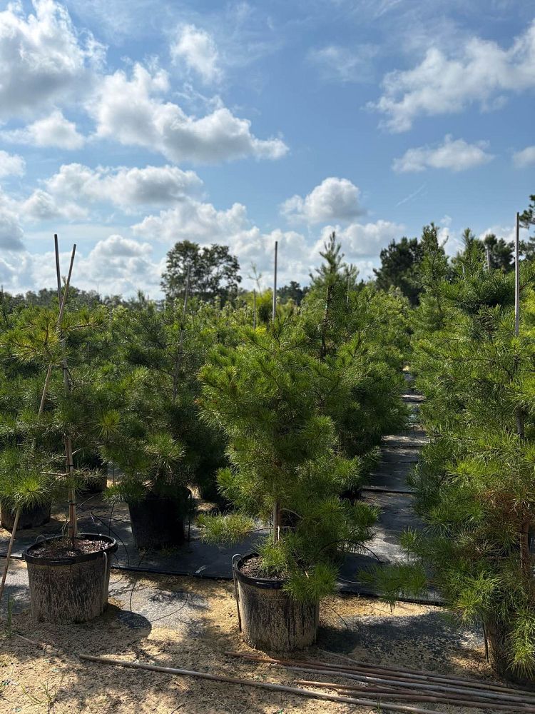 pinus-virginiana-virginia-pine