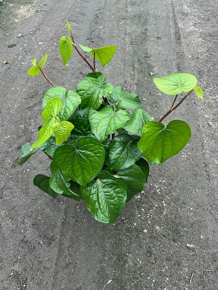 piper-betle-betel-vine-betel-pepper